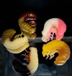 Harmony Baits Scarab Double Color 20mm Силиконова примамка 027+P04