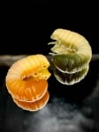 Harmony Baits Scarab Double Color 20mm Силиконова примамка 027+P04